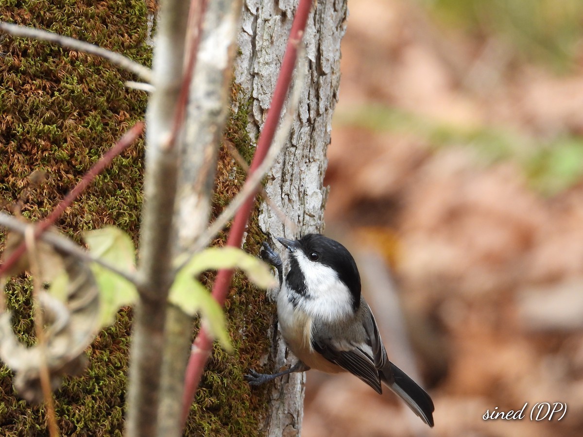 Carbonero Cabecinegro - ML497171631