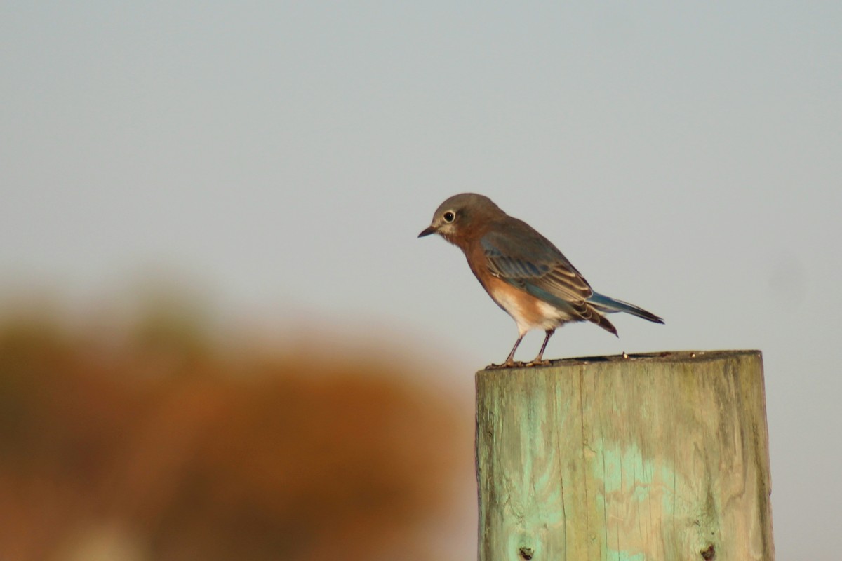 Eastern Bluebird - Brandt Schurenberg