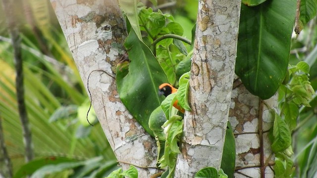 Orange-backed Troupial - ML497172031