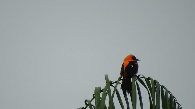 Oriole à dos orange - ML497172041