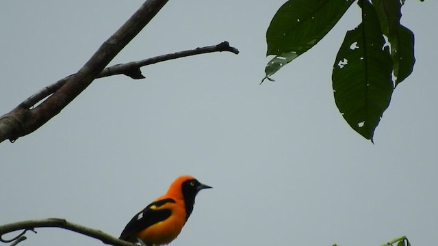 Orange-backed Troupial - ML497172051