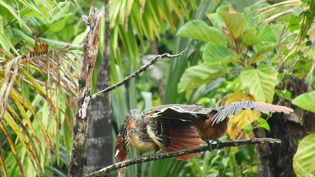 Hoatzin - ML497172631