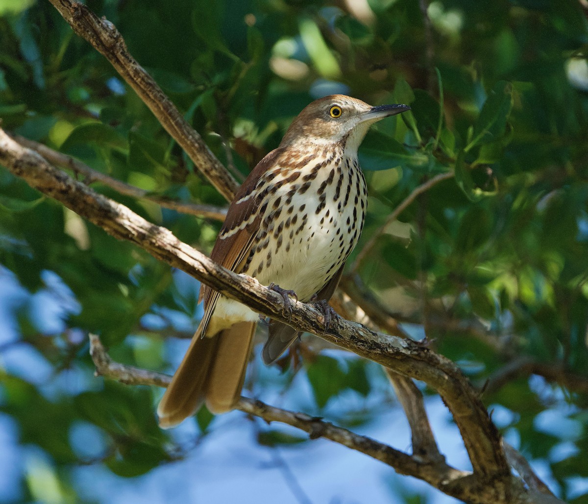 Brown Thrasher - ML497172941