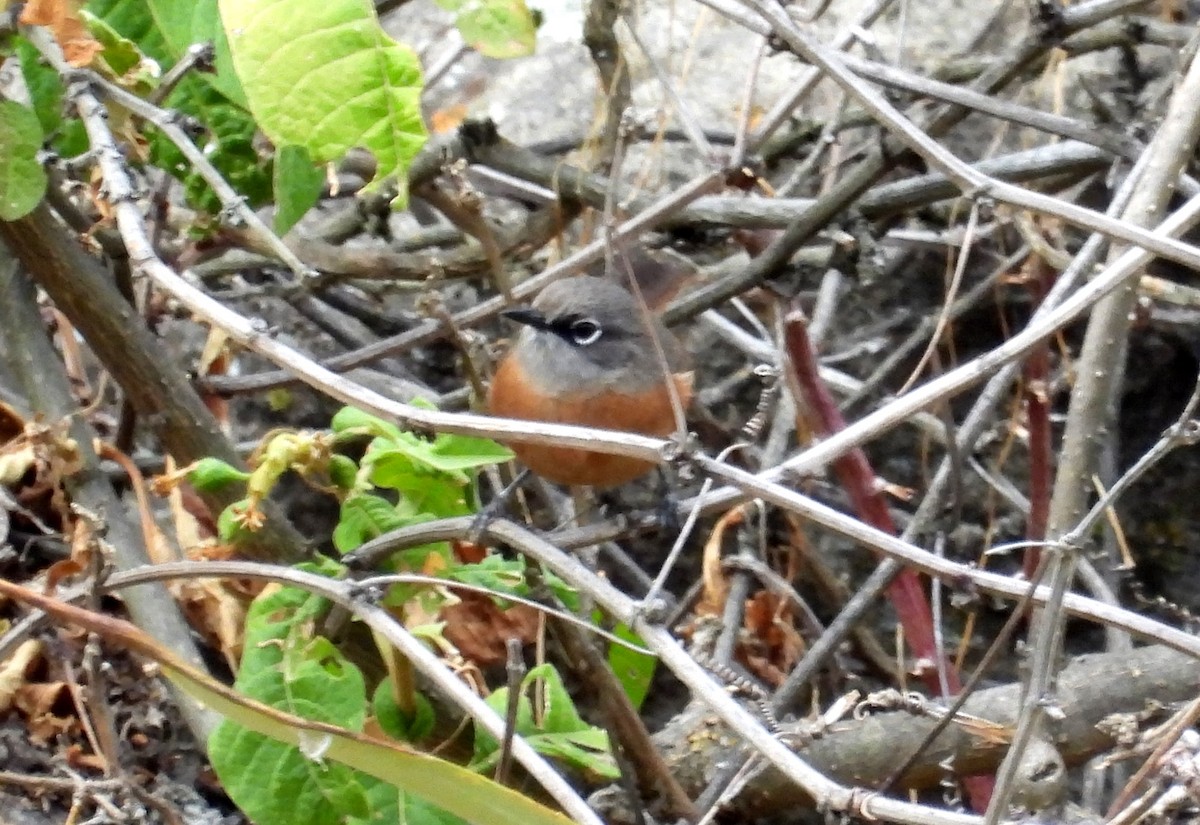 Russet-bellied Spinetail - Fernando Angulo - CORBIDI