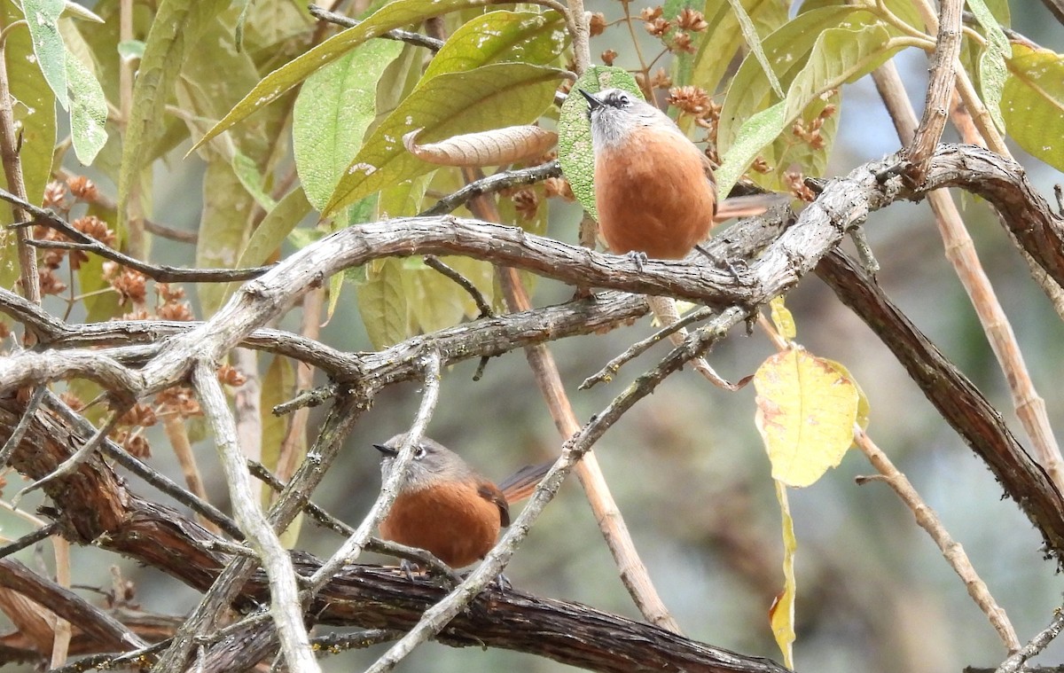 Russet-bellied Spinetail - Fernando Angulo - CORBIDI