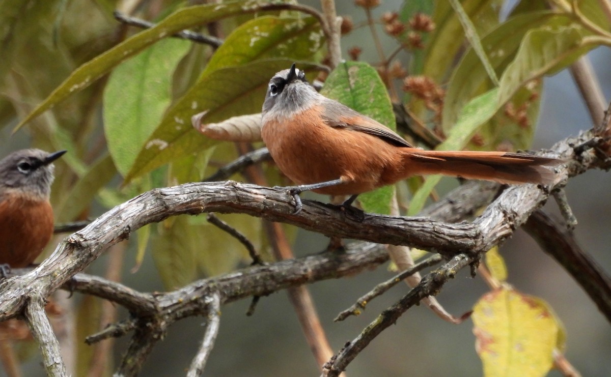 Russet-bellied Spinetail - ML497174601