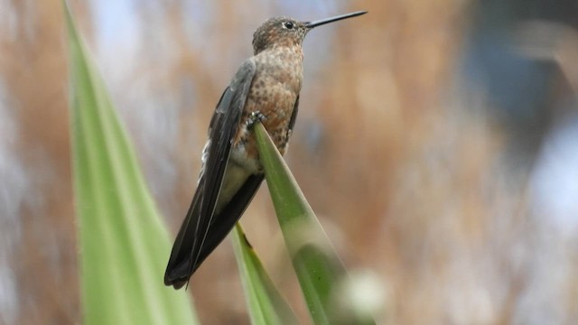 Giant Hummingbird - ML497175851