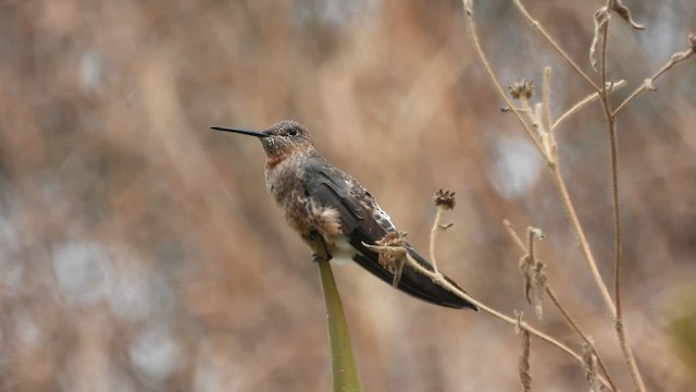 Colibrí Gigante - ML497175921