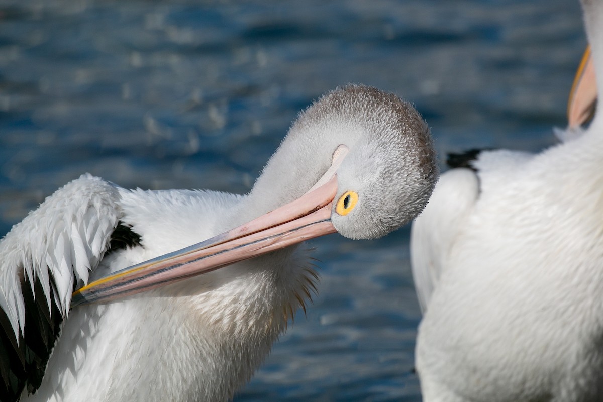 Australian Pelican - ML497176221