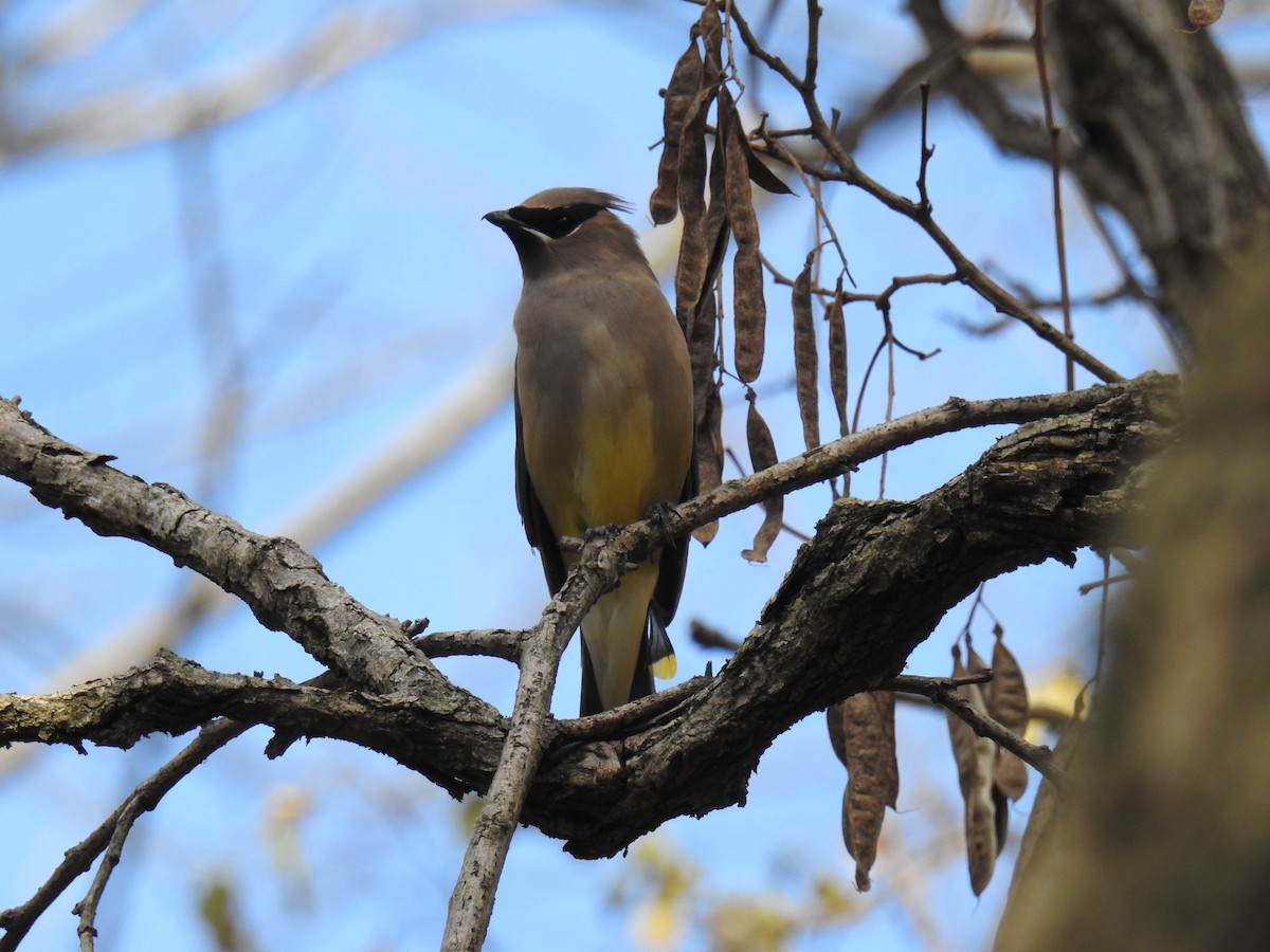 Cedar Waxwing - James Holsinger