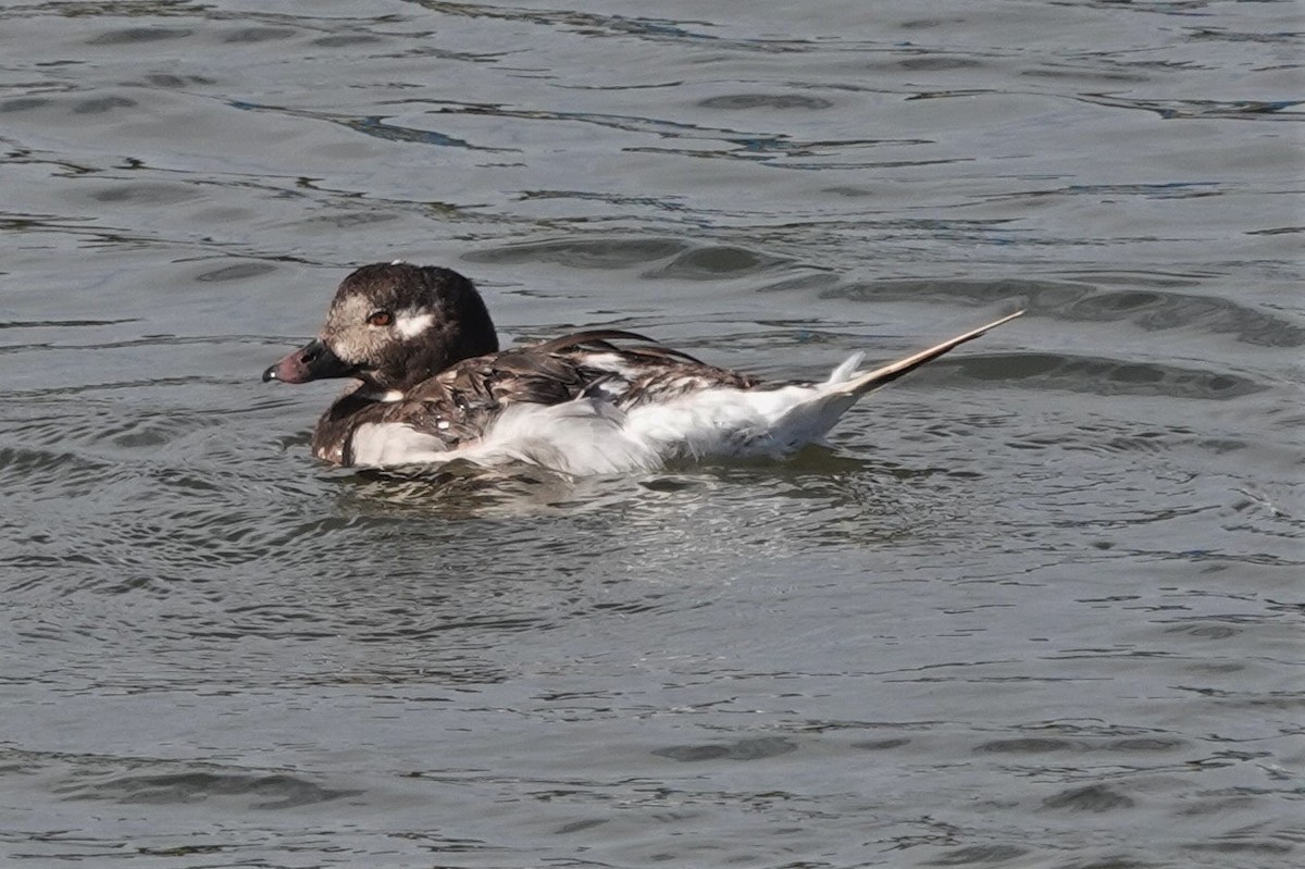 Long-tailed Duck - ML497179871