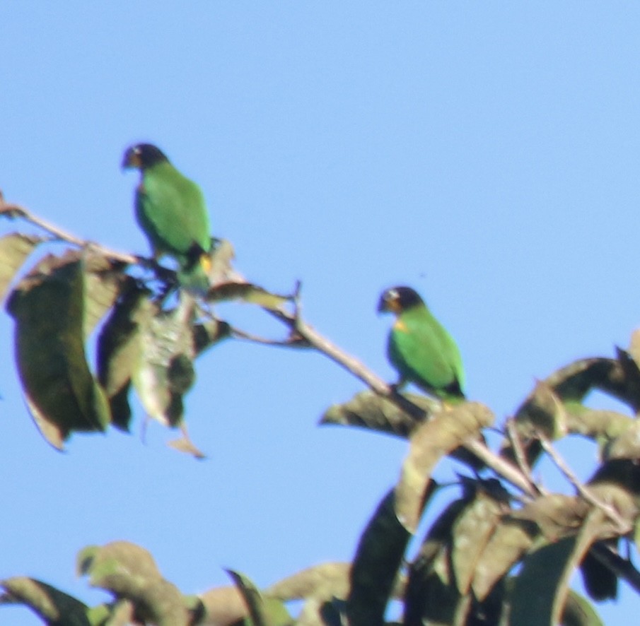 Orange-cheeked Parrot - ML497179911