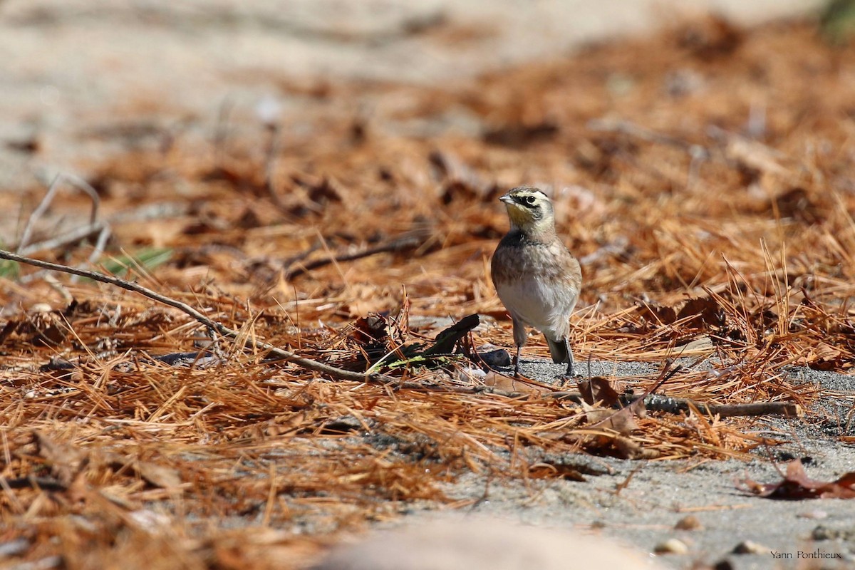 Horned Lark - ML497180771