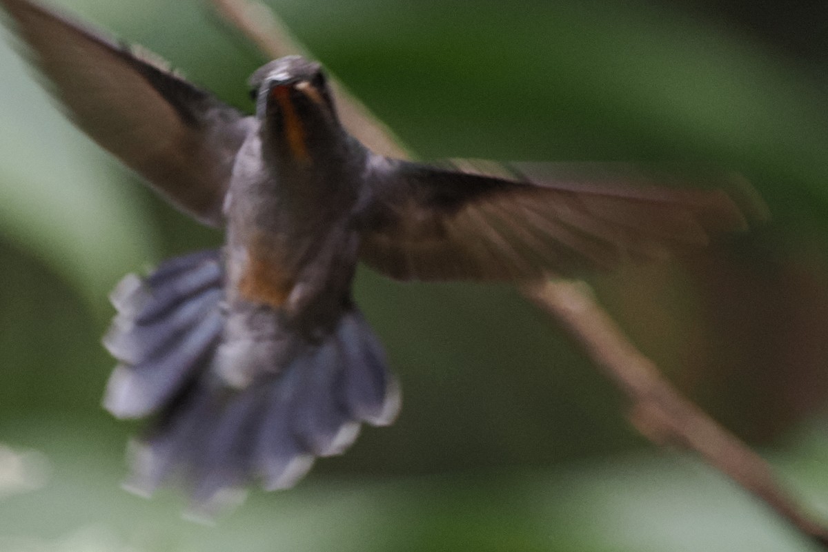 Koepcke's Hermit - ML497181161