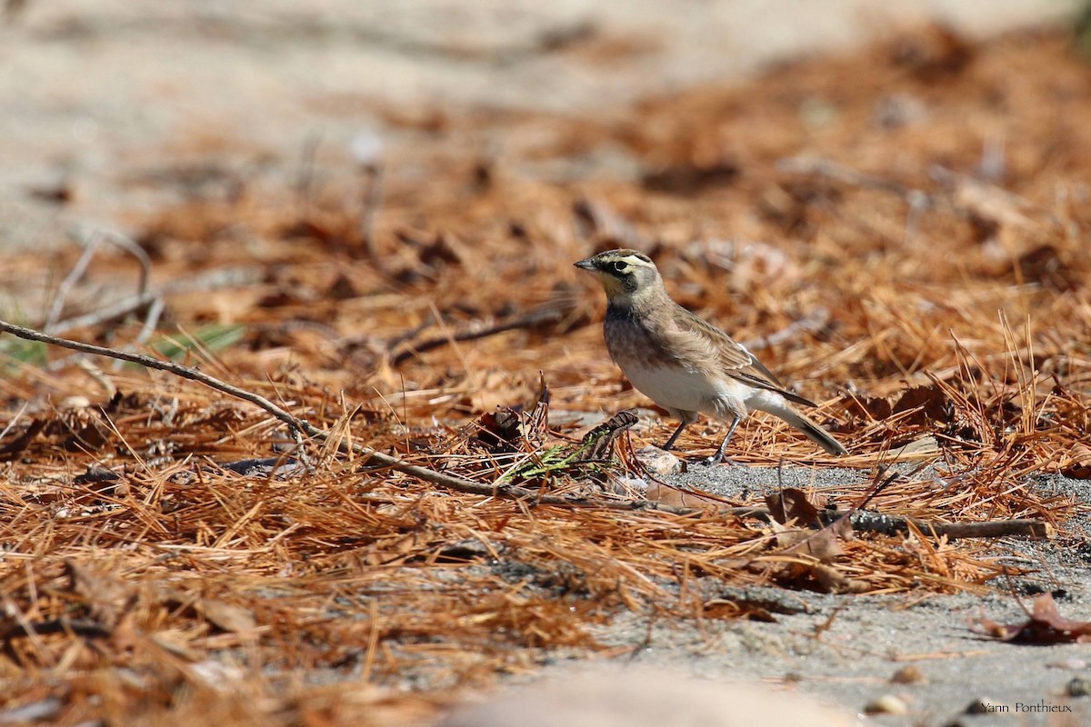 Horned Lark - ML497181961