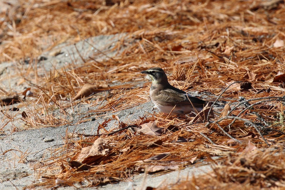 Horned Lark - ML497182541