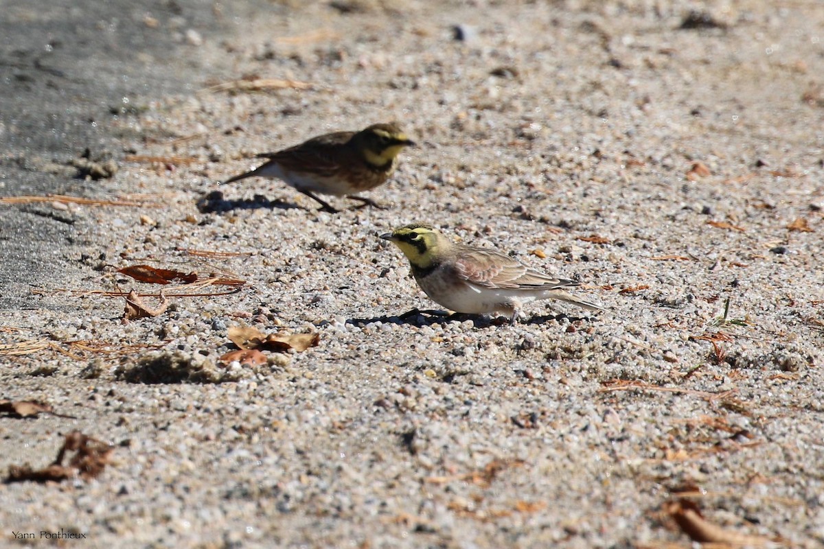 Horned Lark - ML497182851