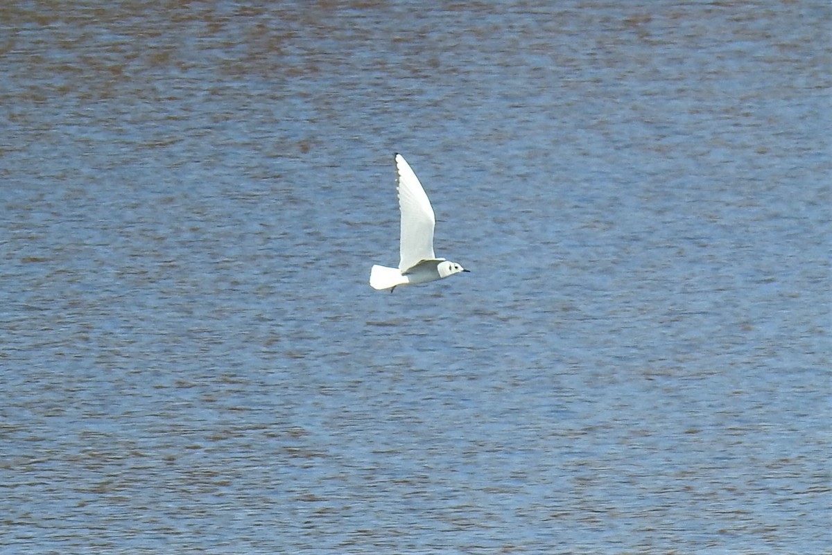 Bonaparte's Gull - ML497183431