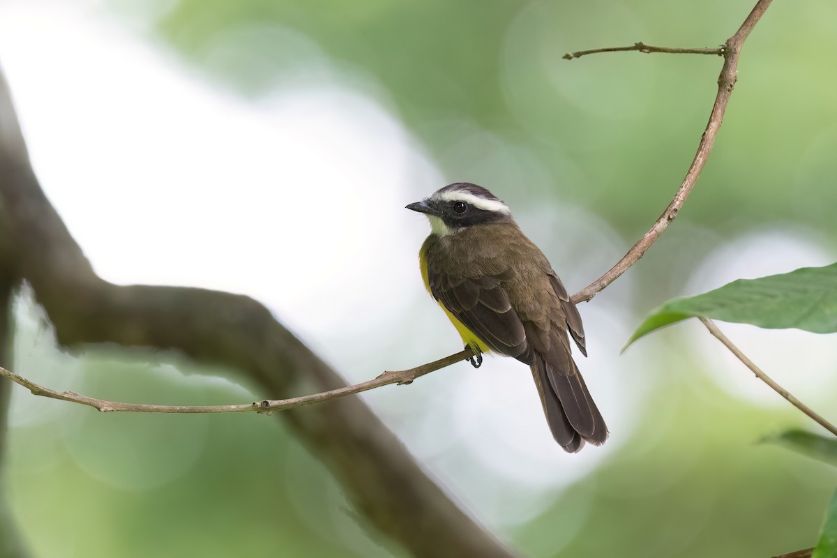 Social Flycatcher - Adam Jackson