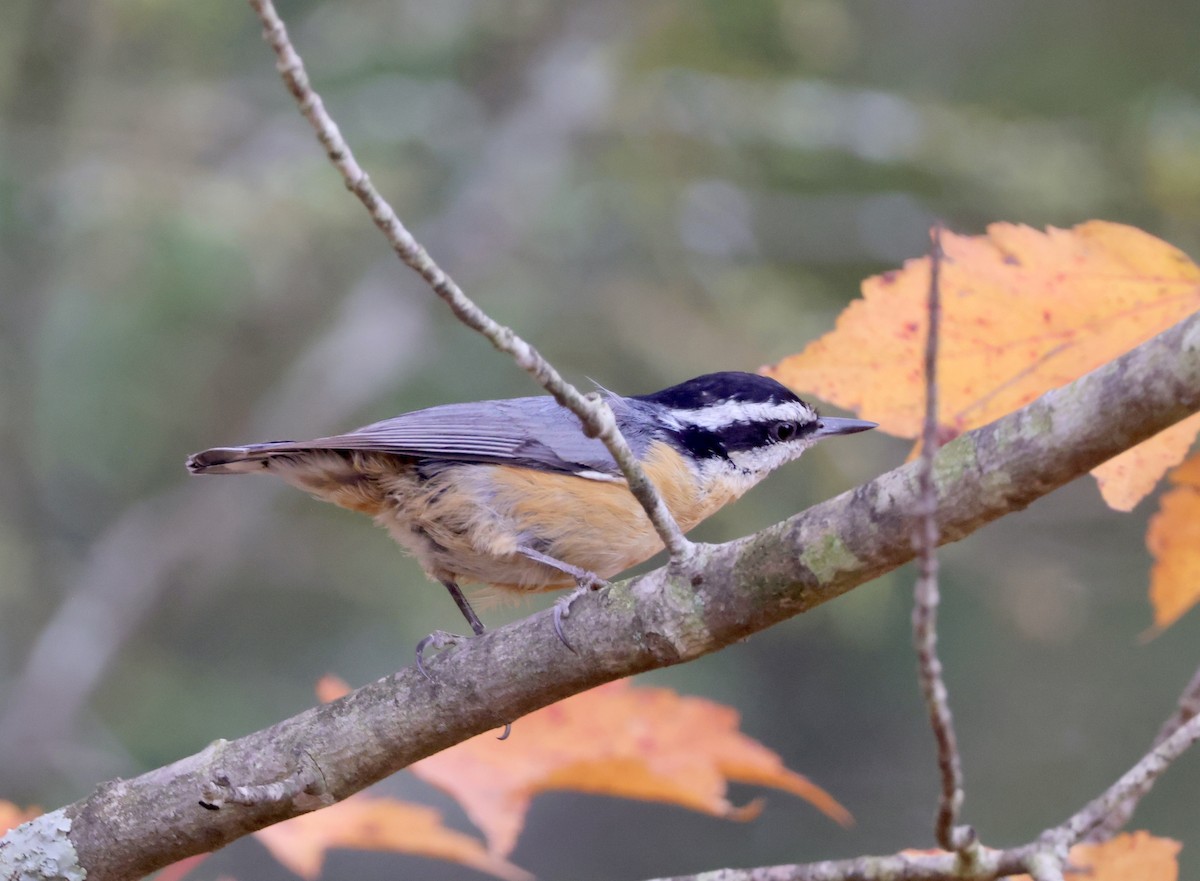 Red-breasted Nuthatch - ML497184891