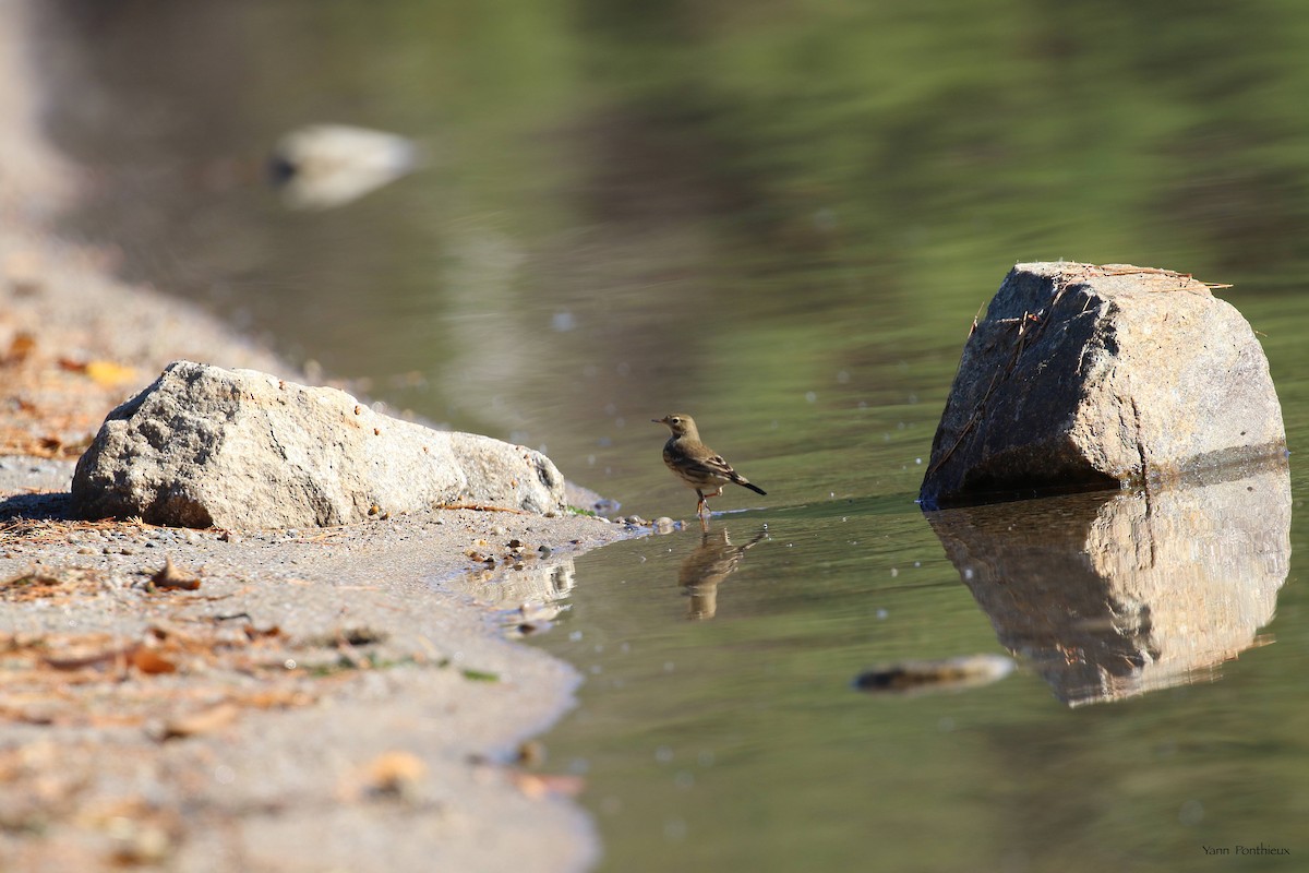 Pipit d'Amérique - ML497185251