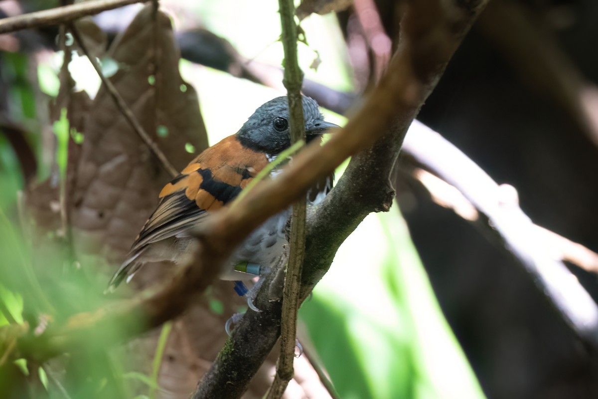 Spotted Antbird - ML497185421