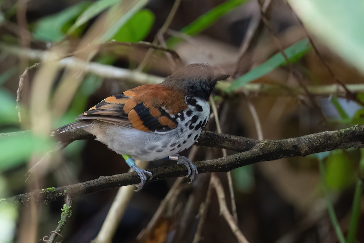 Spotted Antbird - ML497185431