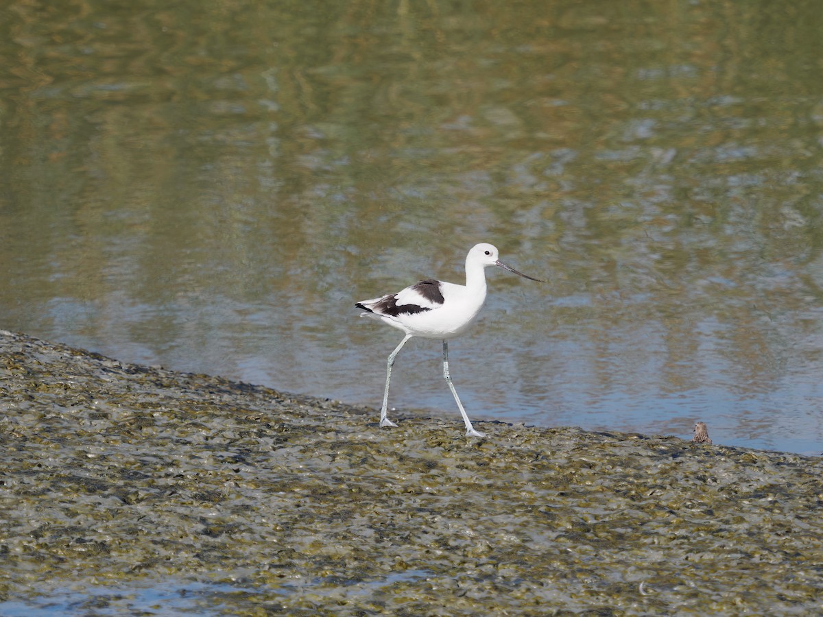 American Avocet - ML497186231