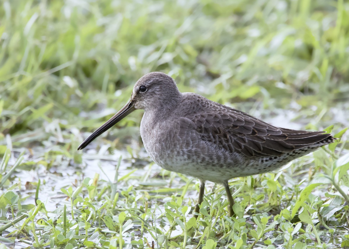 Long-billed Dowitcher - ML497186271