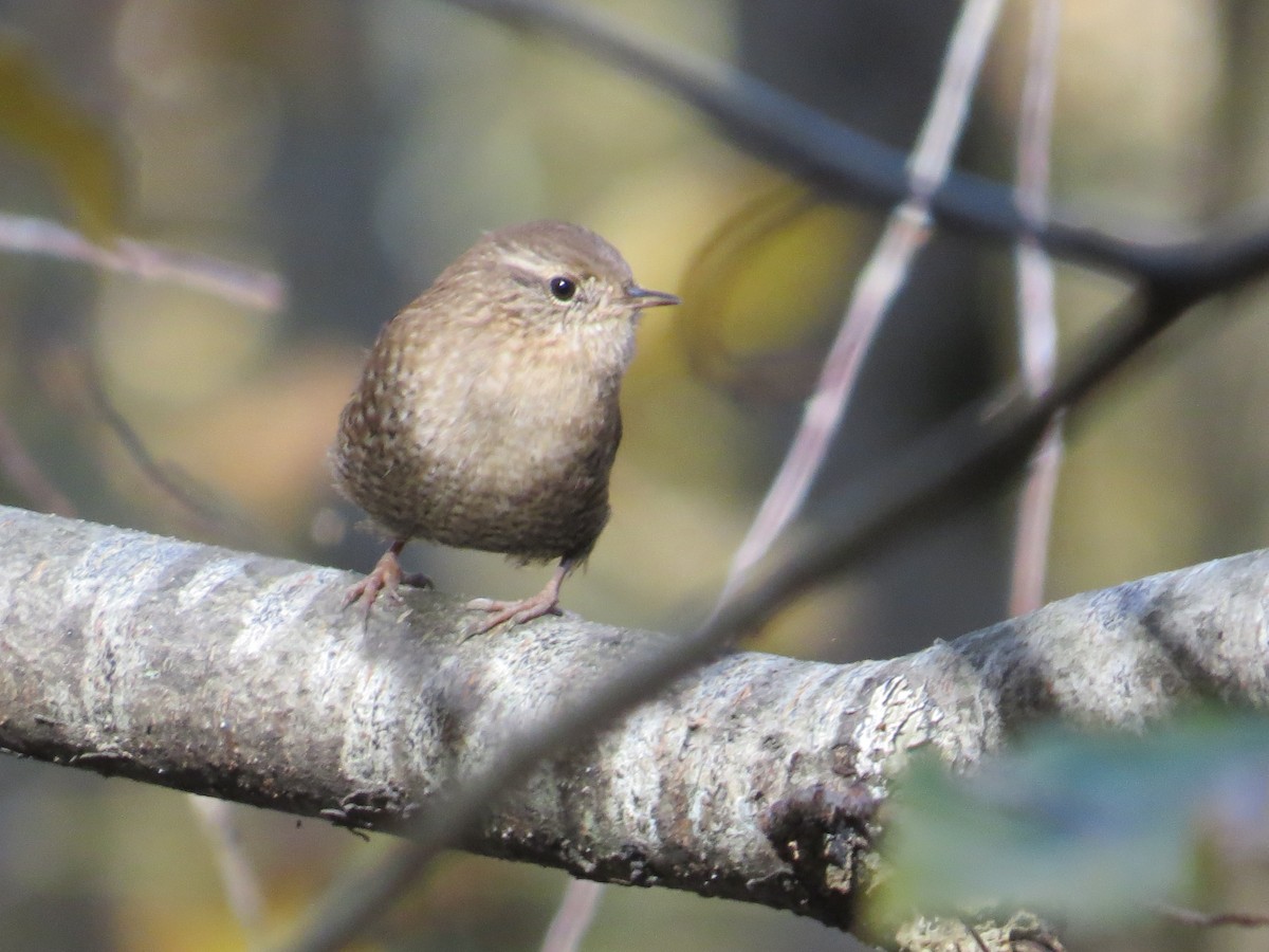 Winter Wren - ML497187321