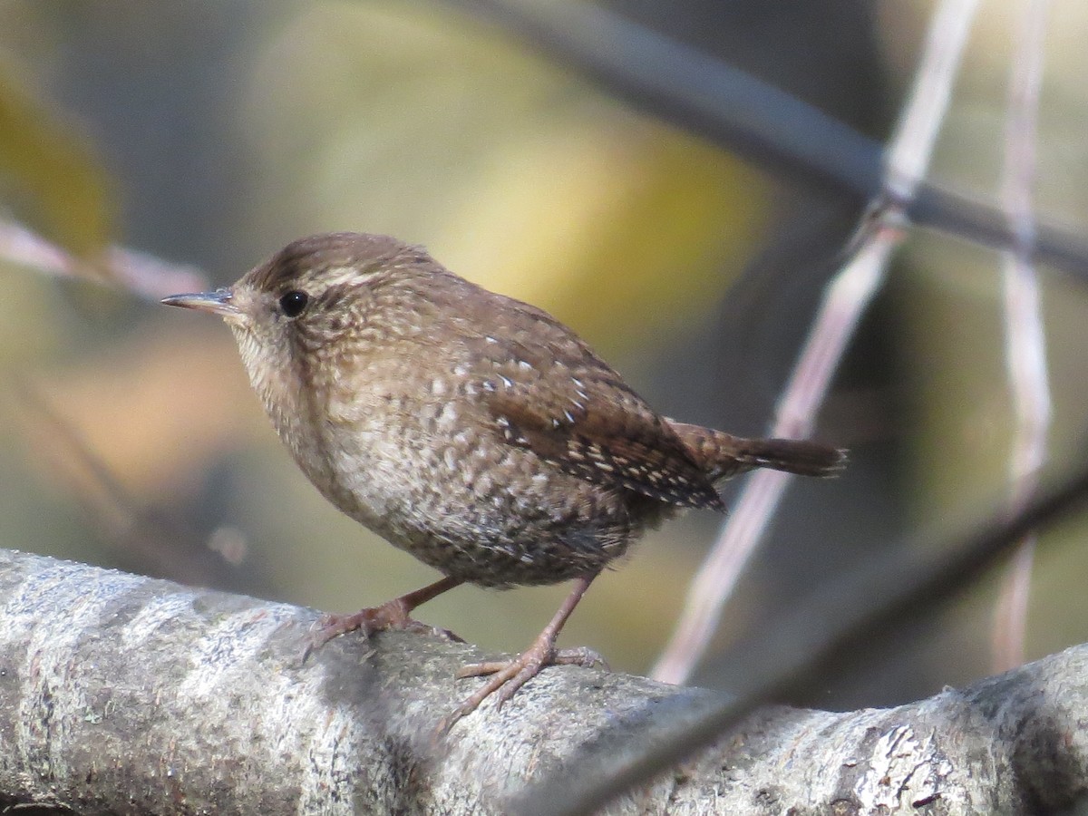 Winter Wren - ML497187341