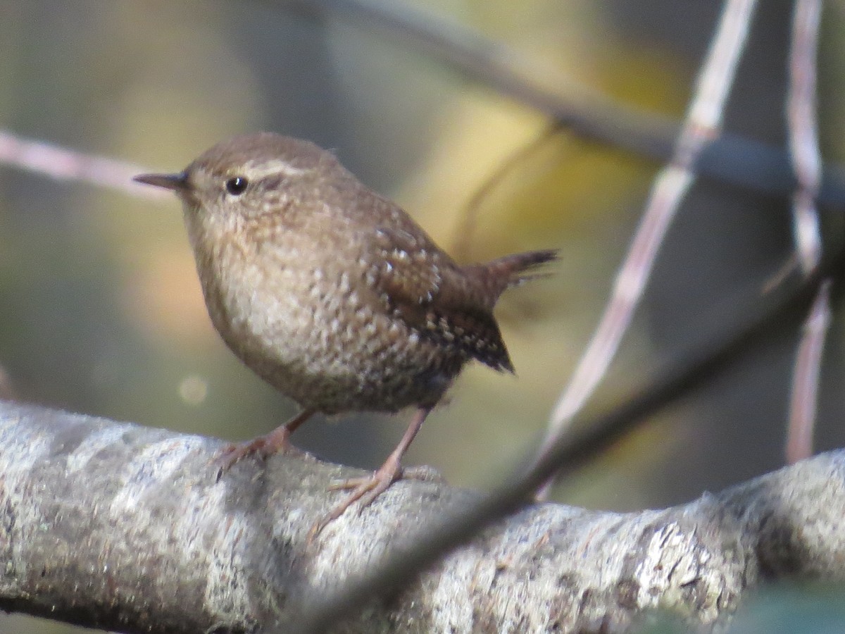 Winter Wren - ML497187391