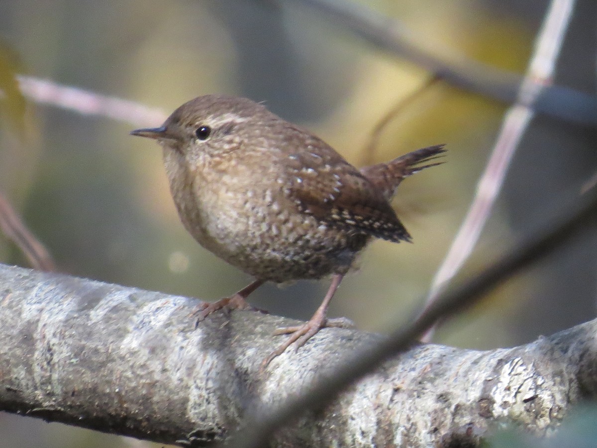 Winter Wren - ML497187411