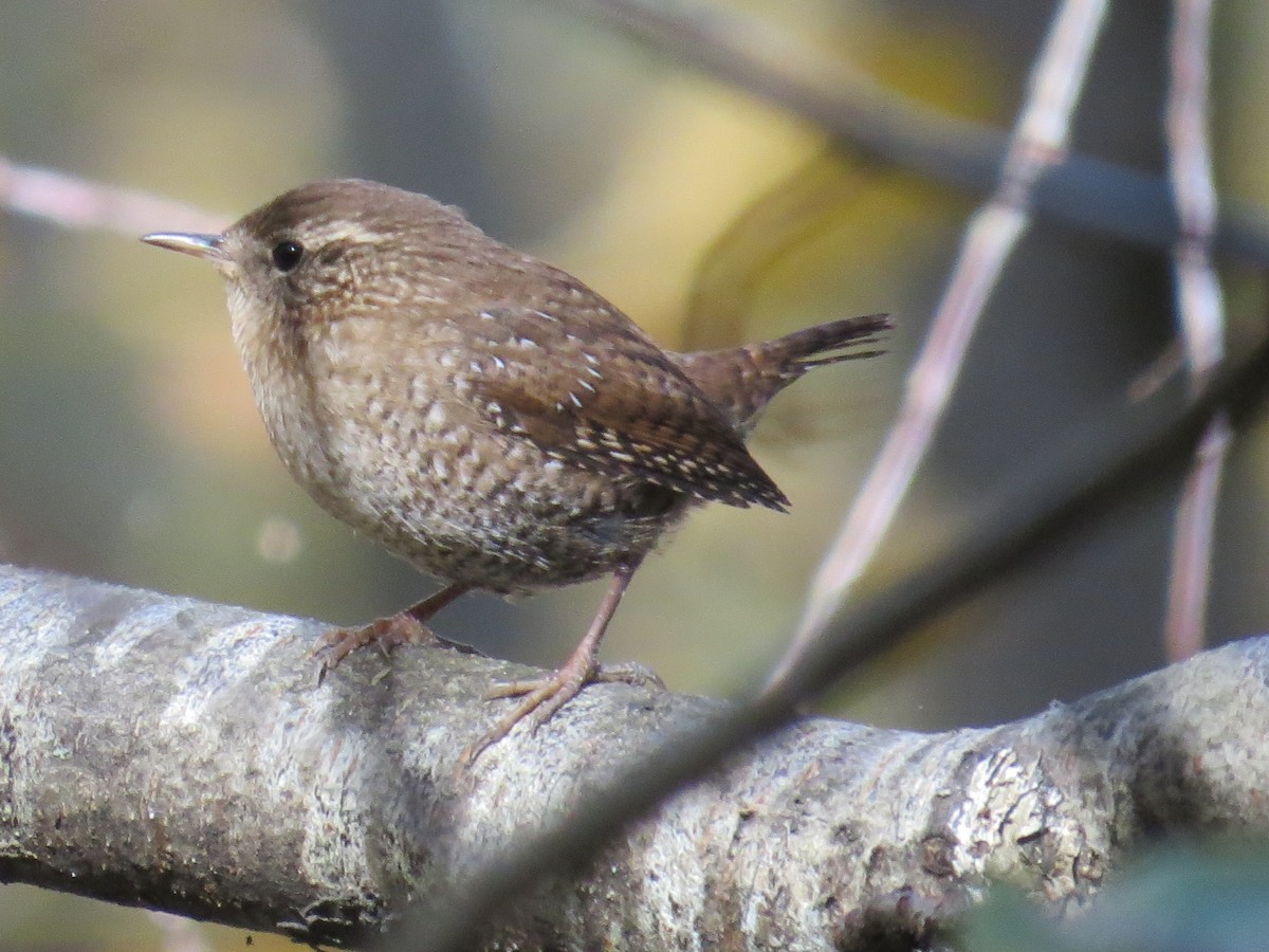 Winter Wren - ML497187441