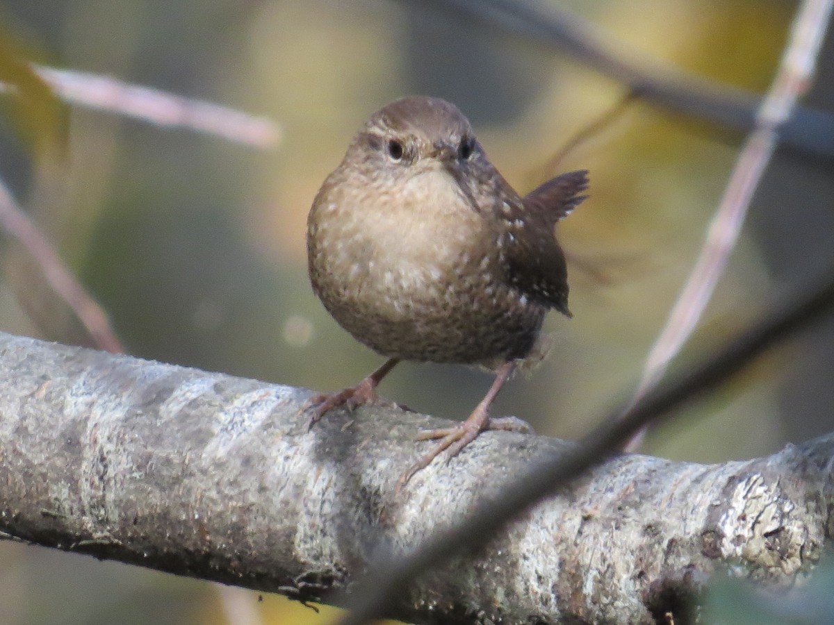 Winter Wren - ML497187451