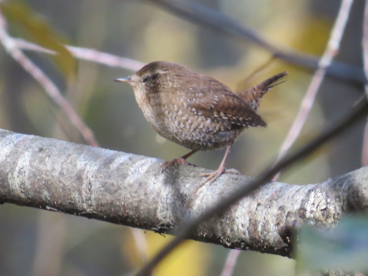 Winter Wren - ML497187491