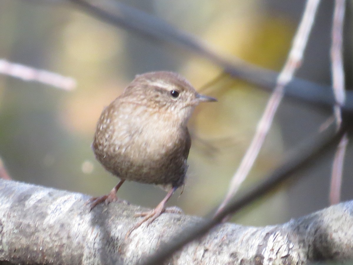 Winter Wren - ML497187521
