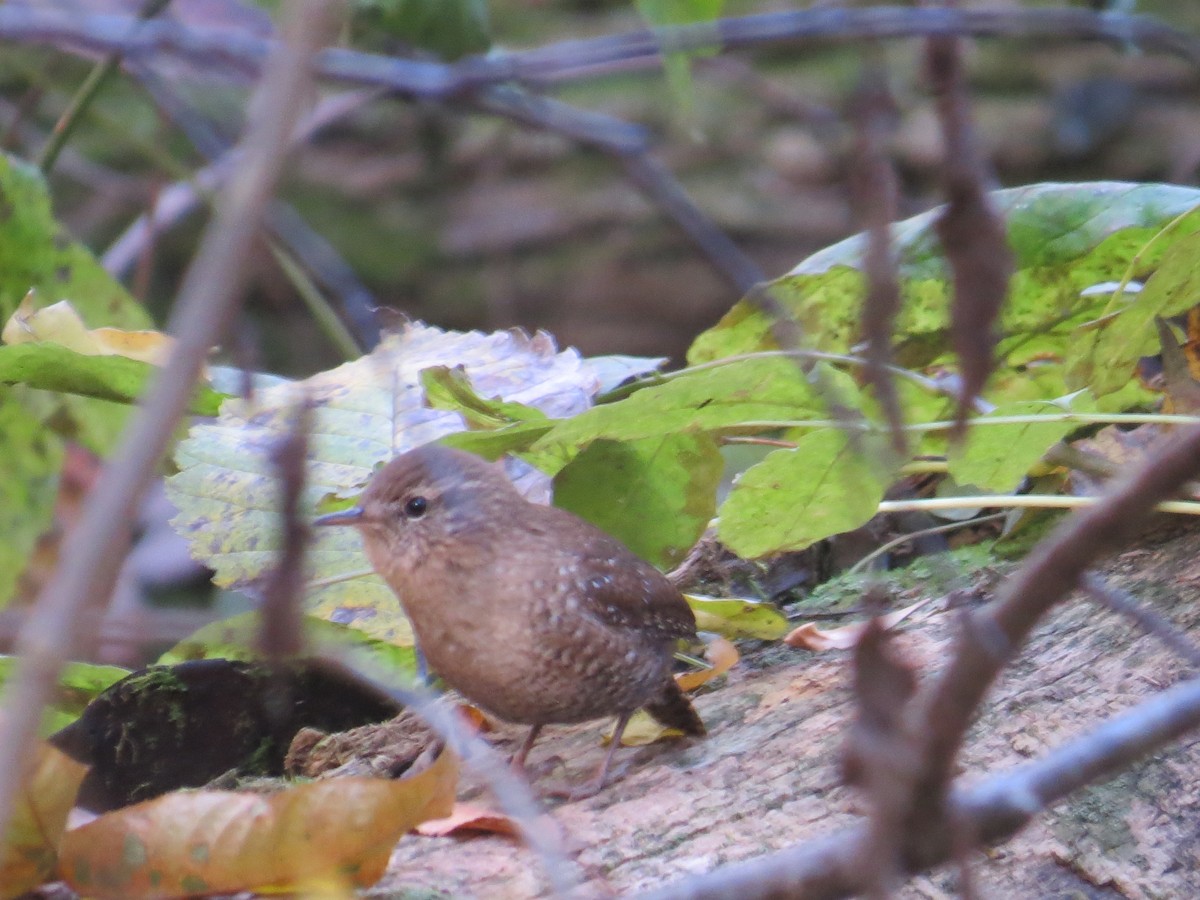 Winter Wren - ML497187541