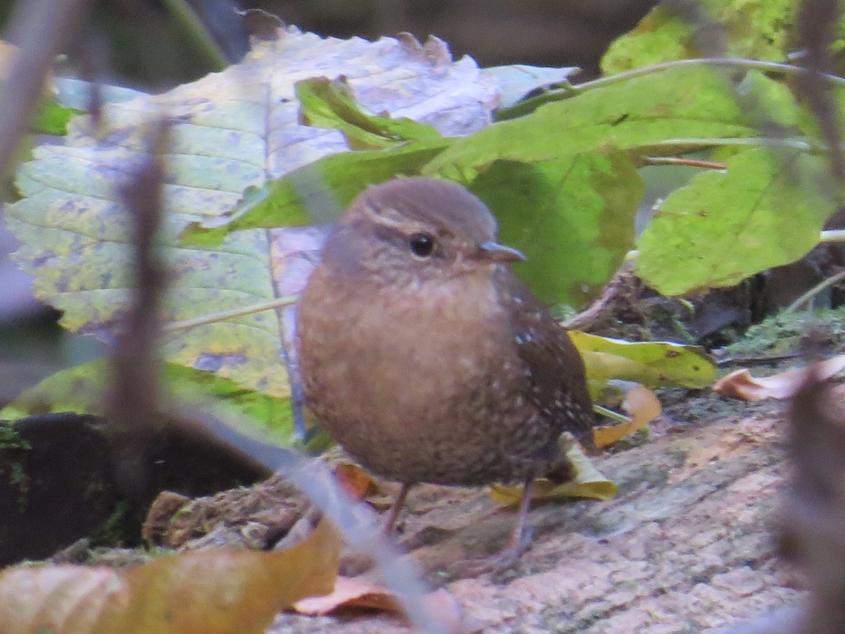 Winter Wren - ML497187581