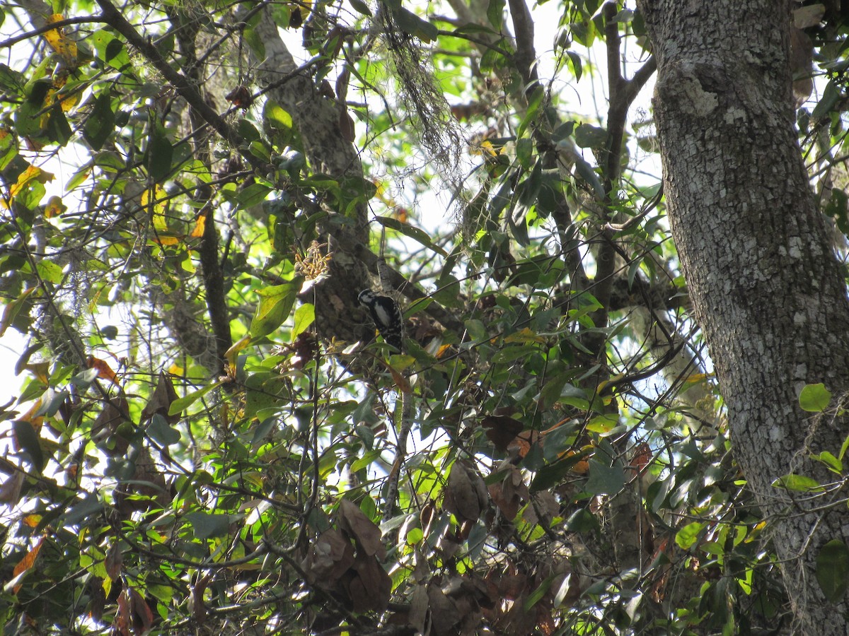 Downy Woodpecker - ML49718761