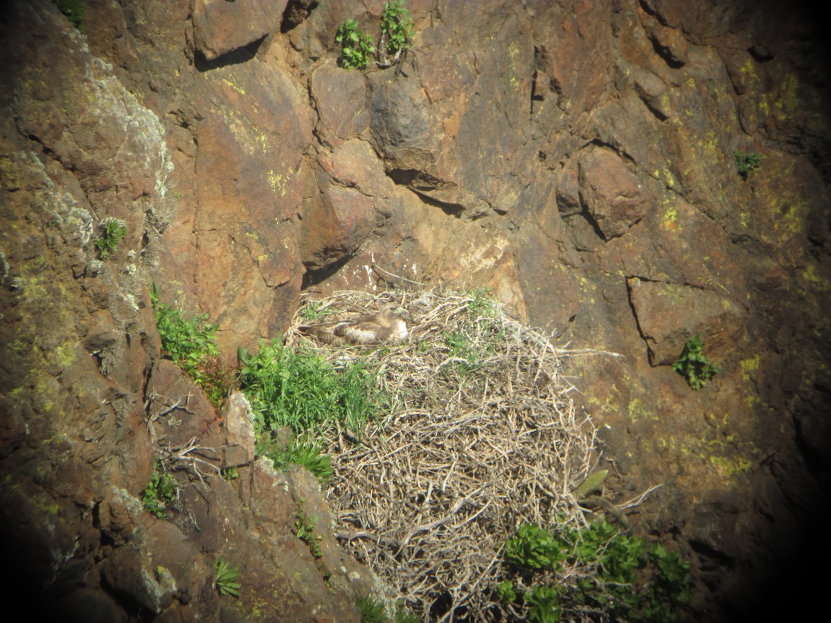 Zapelatz buztangorria - ML49718781