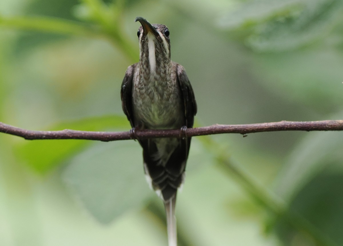 kolibřík běloknírkový - ML497188701