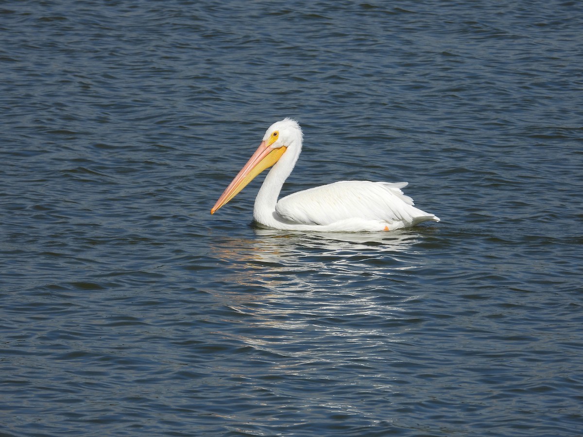 American White Pelican - Elizabeth Stakenborg