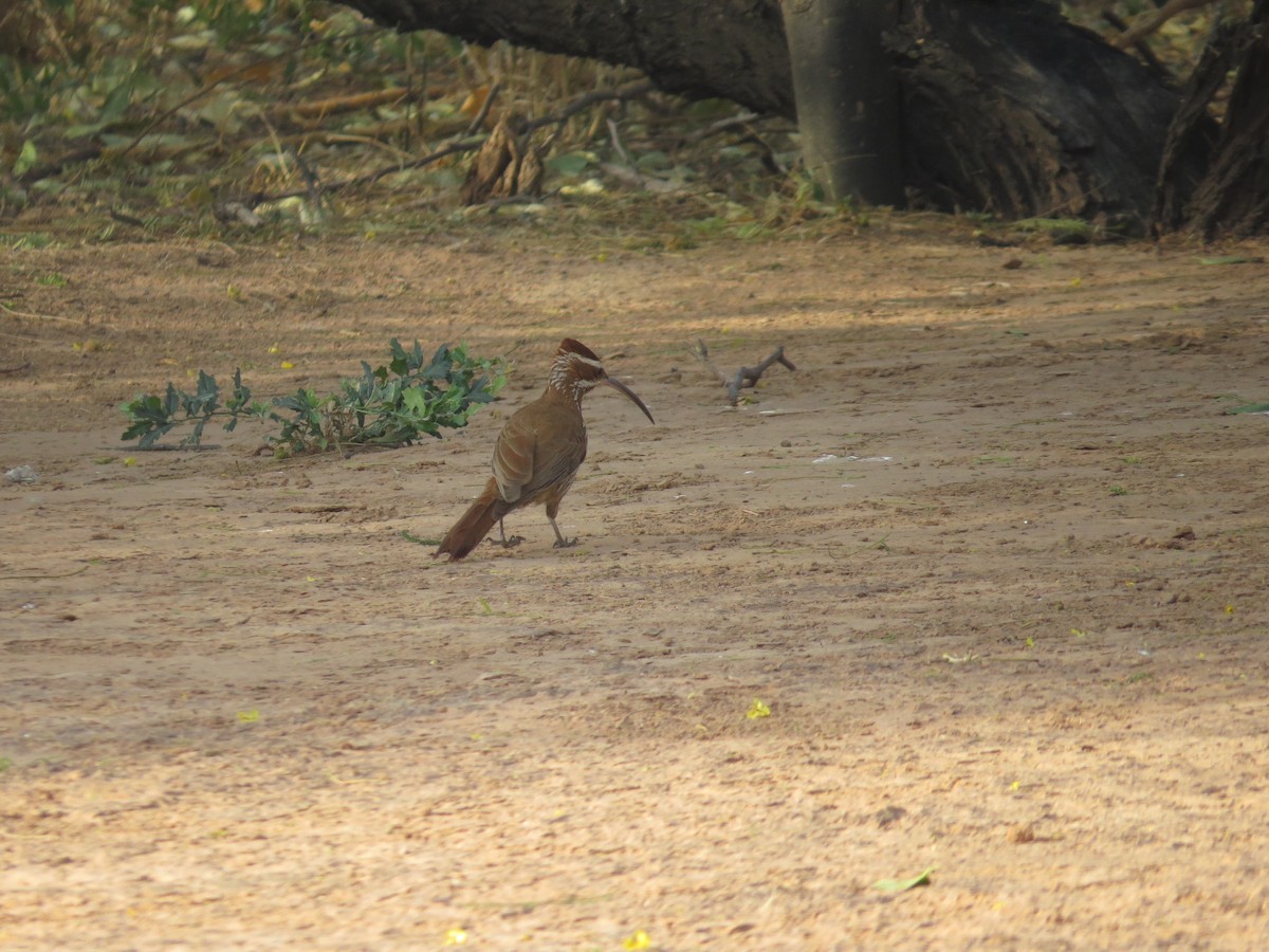 Scimitar-billed Woodcreeper - ML497189931