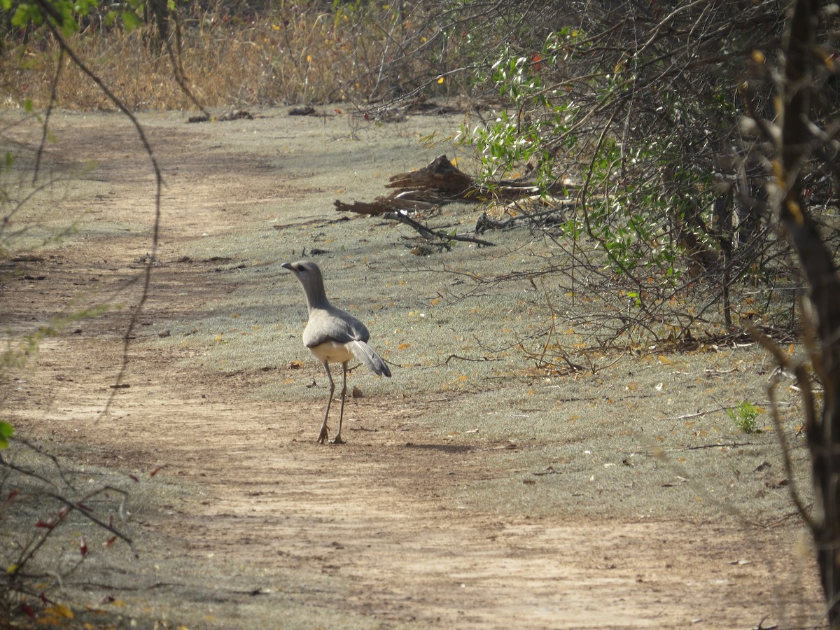 Black-legged Seriema - Keir Randall