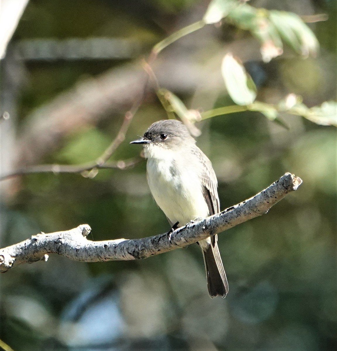 Eastern Phoebe - ML497190521