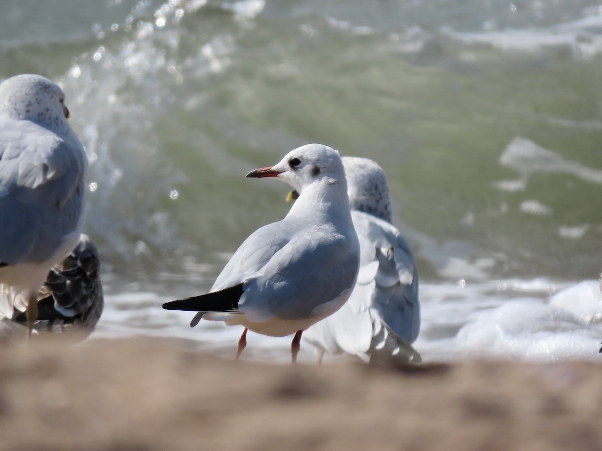 Black-headed Gull - ML497191171