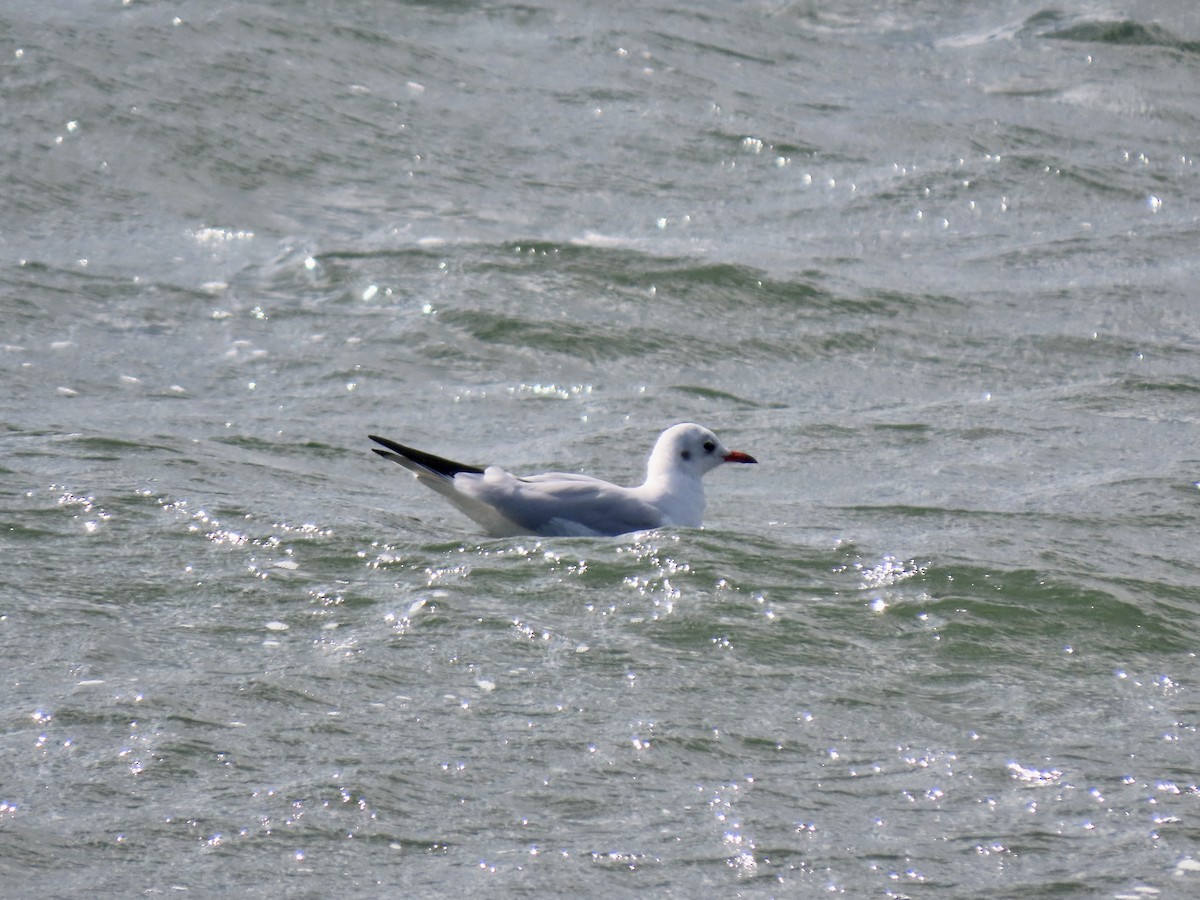 Black-headed Gull - ML497191211