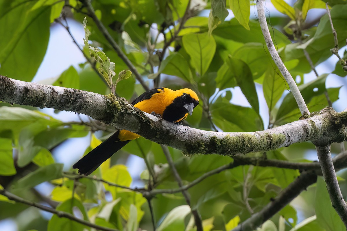 Yellow-backed Oriole - ML497191321