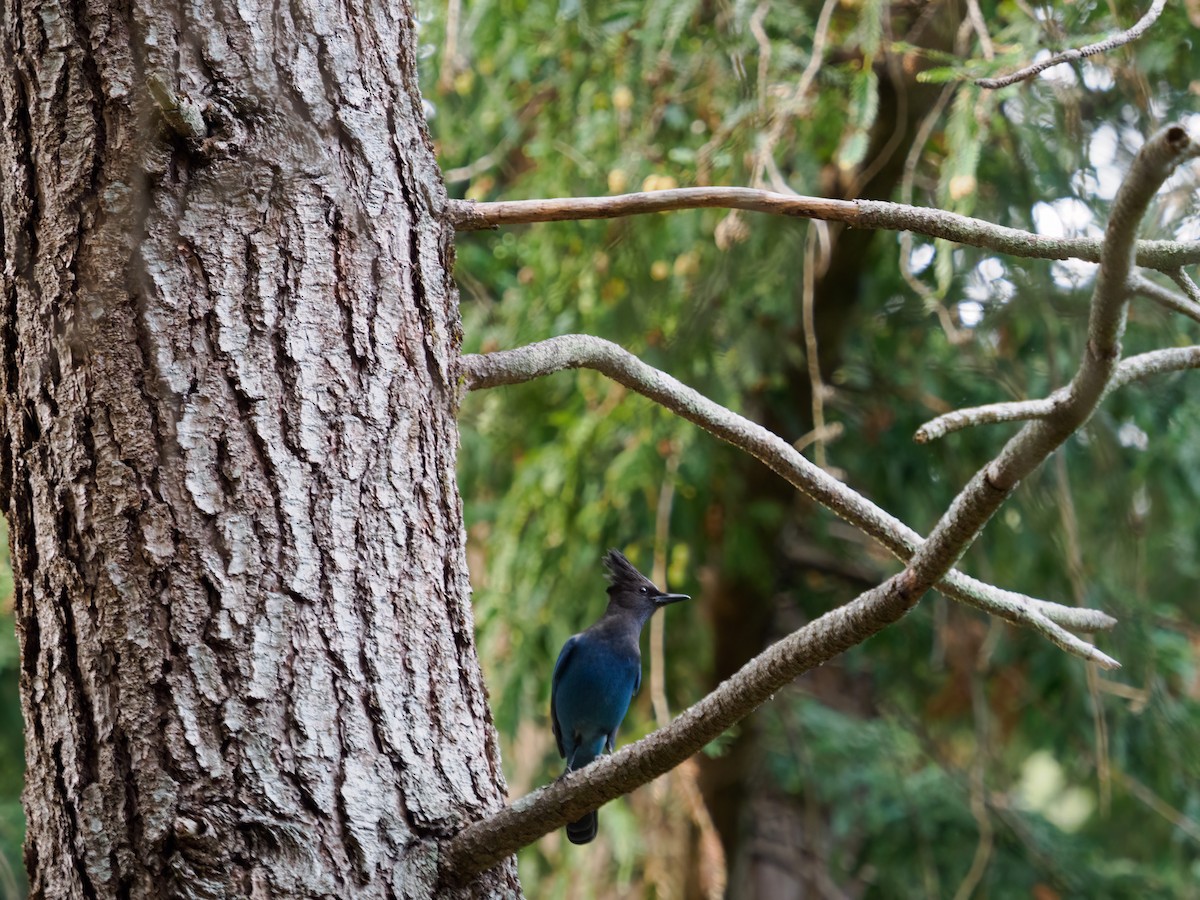 Steller's Jay - ML497191701